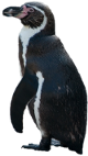 Spheniscus humboldti